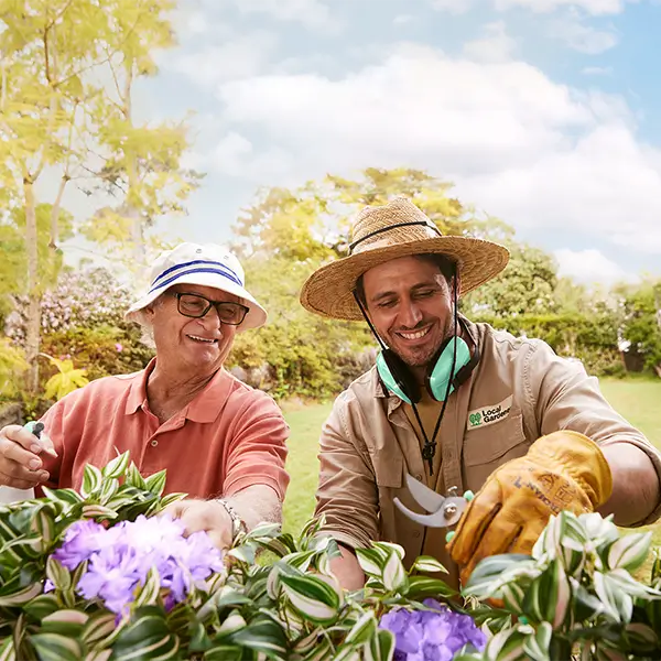 Two men smiling and gardening, tending to a plant with purple flowers in a sunny garden.